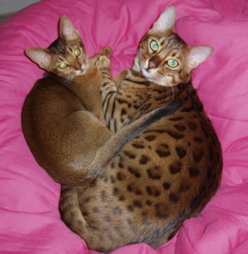 Duke & Ruby